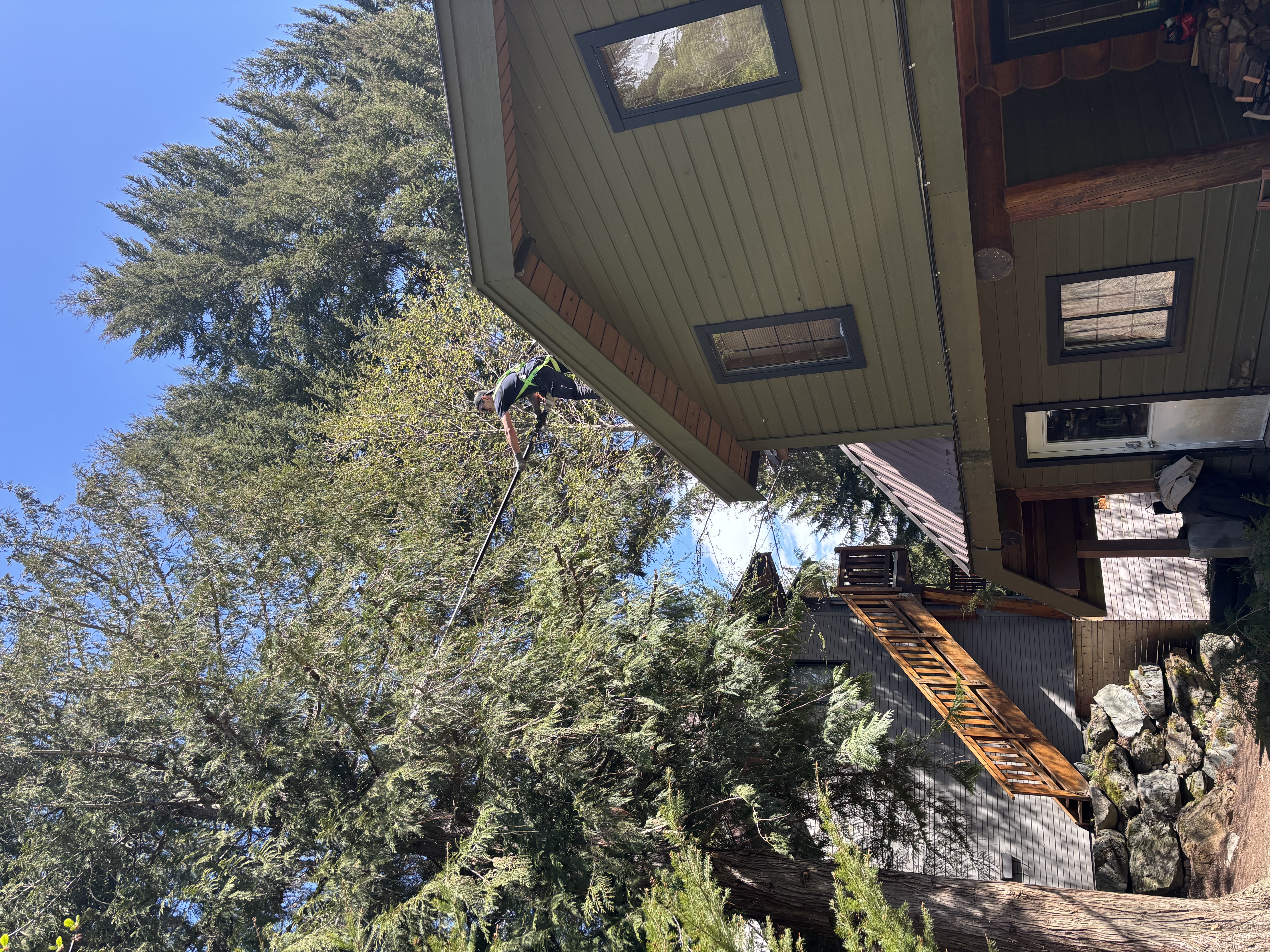 Yard cleanup